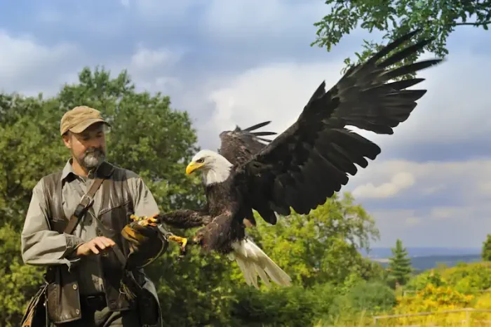 A Bald Eagle Interacting with a Human