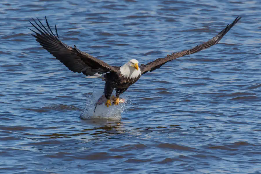 A Bald Eagle Catching a Fish