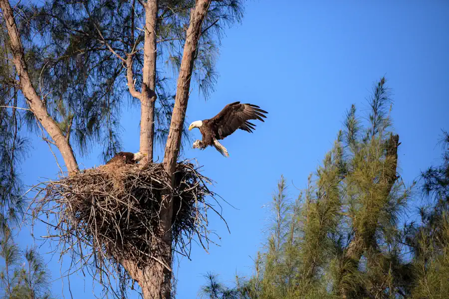 A Pair of Bald Eagles in their Nest