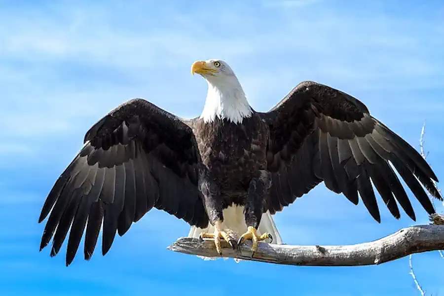 The Majestic Bald Eagle